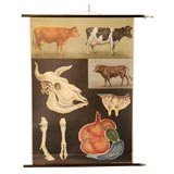Vintage Bulls and Cows Educational Plate