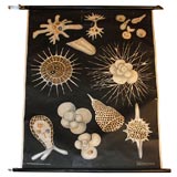 Cells Educational Plate