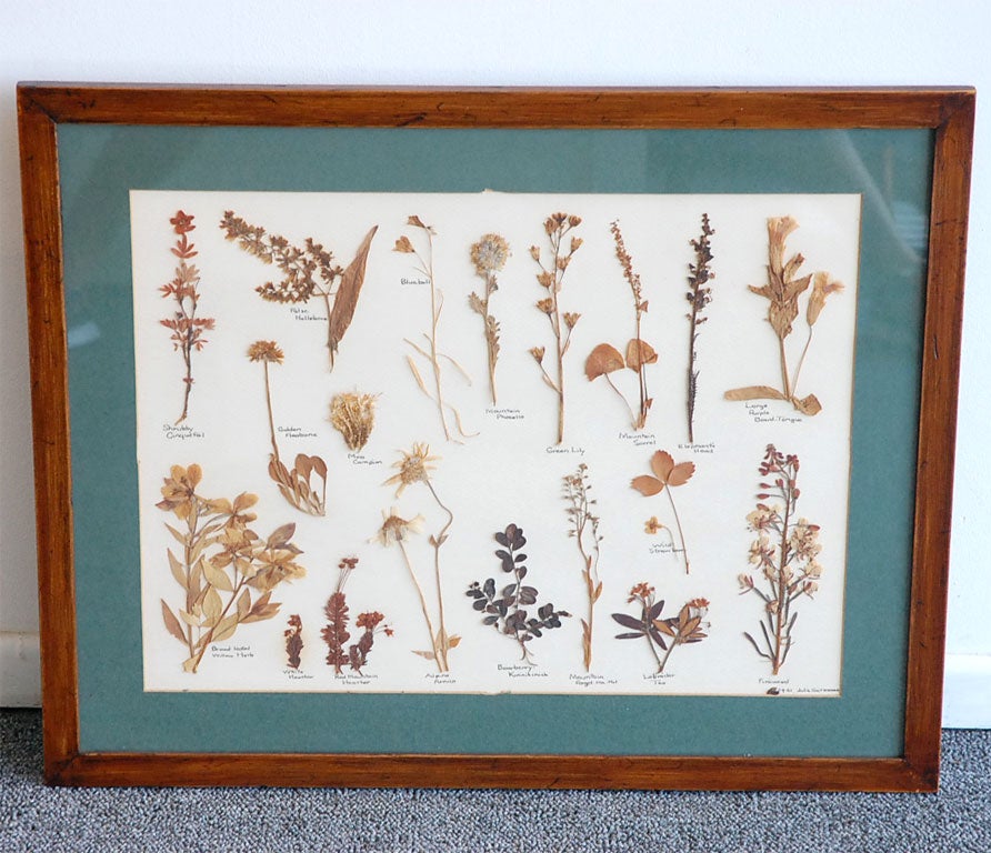 FRAMED CALIFORNIA FLOWERS-DRIED AND MOUNTED-DATED 1946