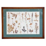 FRAMED CALIFORNIA FLOWERS-DRIED AND MOUNTED-DATED 1946