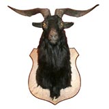 European Goat Head/