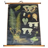 Fauna Educational Plate