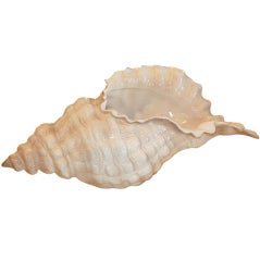 Single Italian Shell