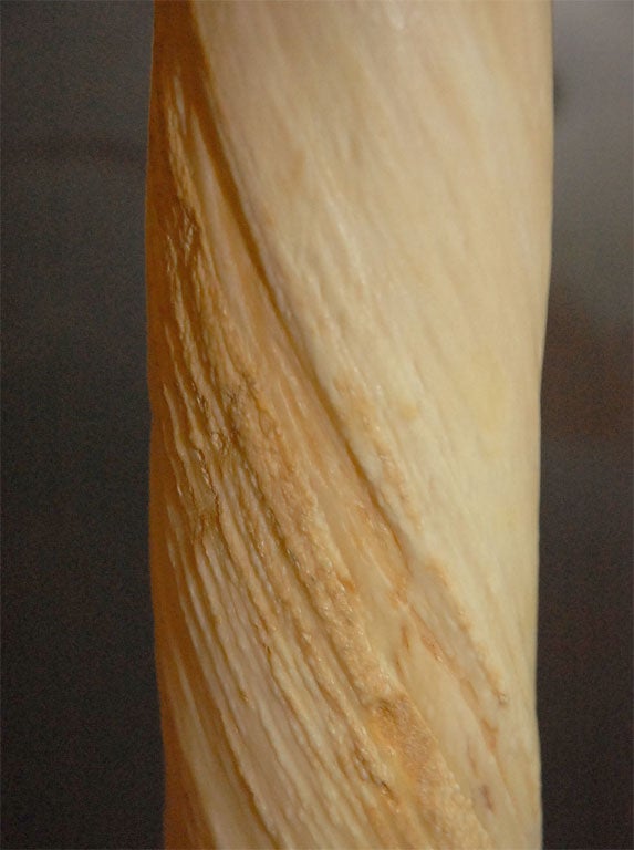 Narwhal Tusk 4