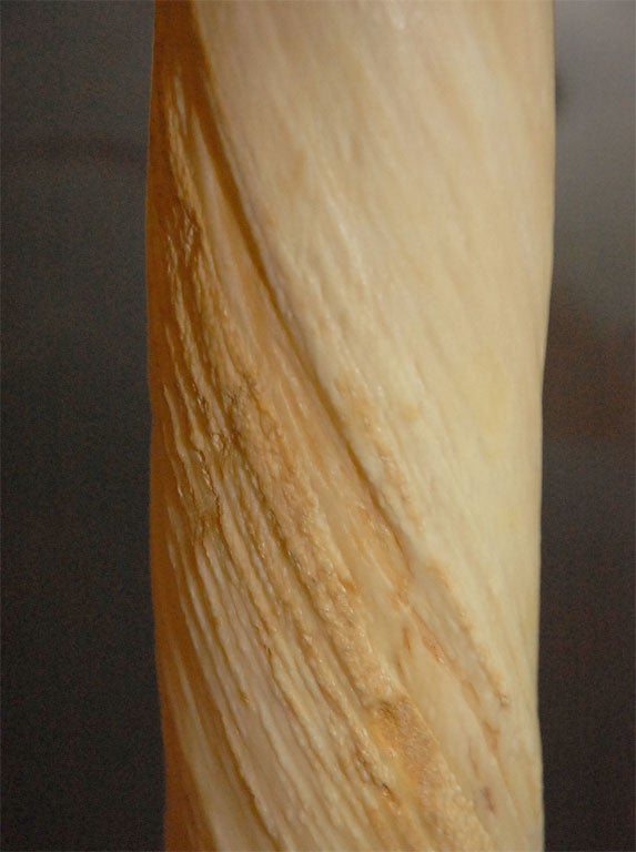 Narwhal Tusk 4