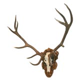 Large Elk Antlers on Decorative Plaque