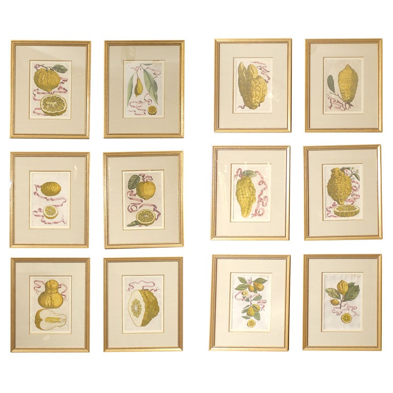 SET OF 12 ITALIAN 17thC FERRARI CITRUS BOTANICAL PRINTS