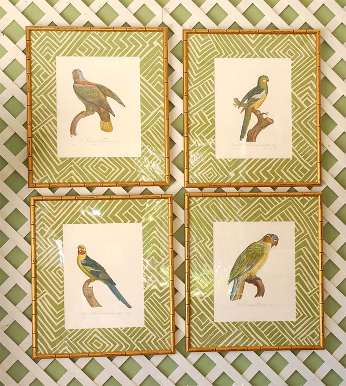 French Set of 4 Parrot Prints