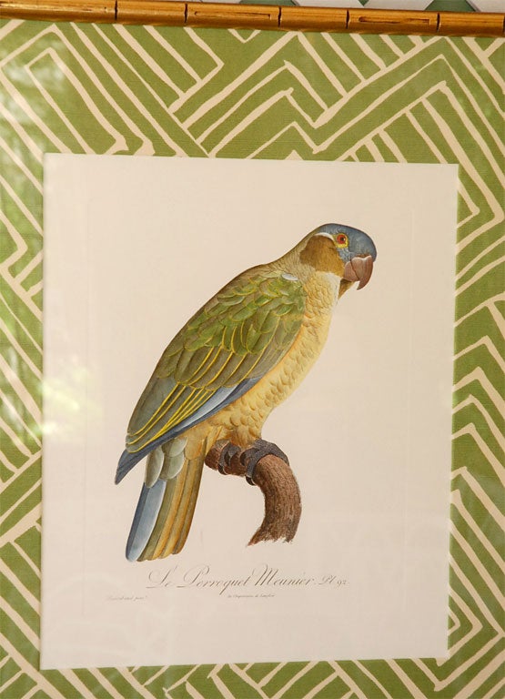 19th Century Set of 4 Parrot Prints
