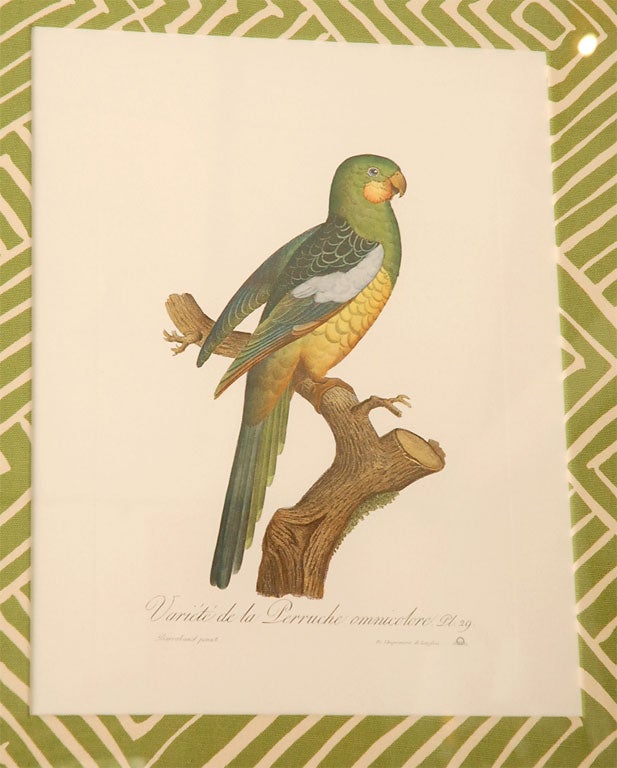 Lithograph Set of 4 Parrot Prints