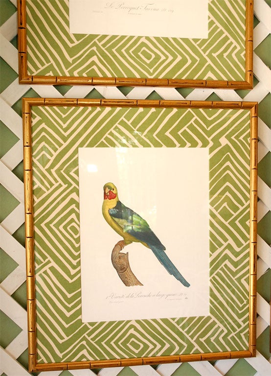 Set of 4 Parrot Prints 1