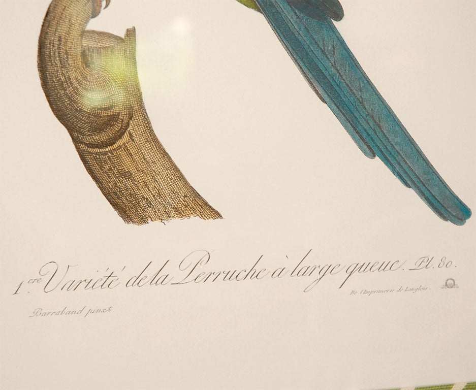 Set of 4 Parrot Prints 3