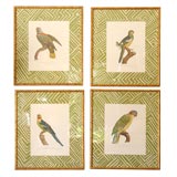 Set of 4 Parrot Prints