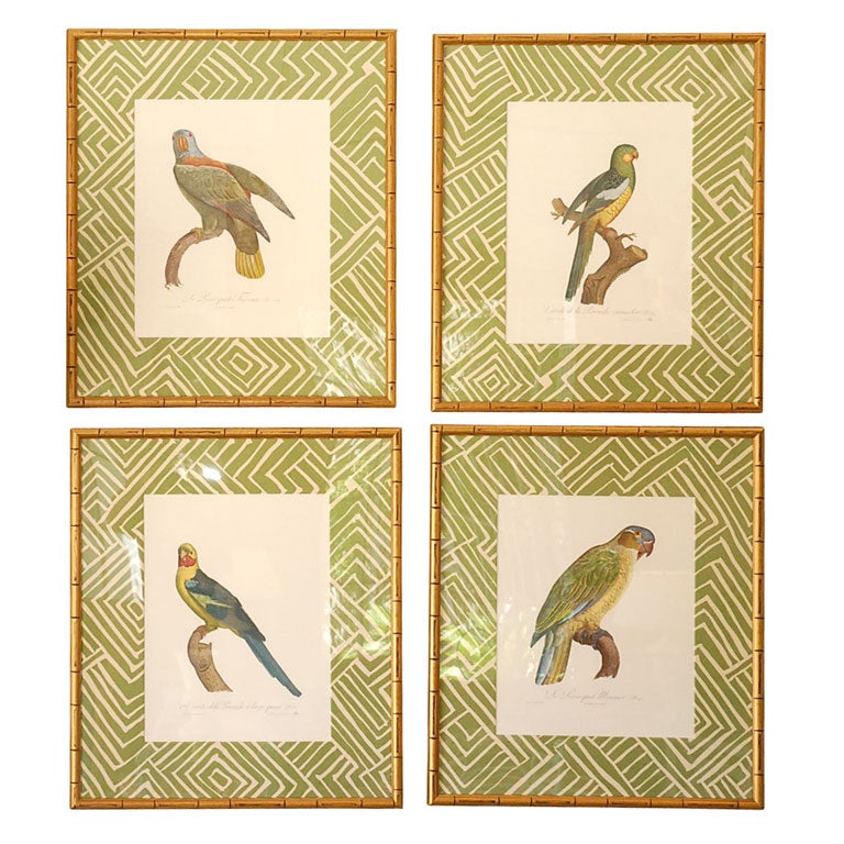 Set of 4 Parrot Prints