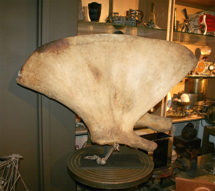 This fabulous esoteric piece of natural history makes for incredible modernist sculpture.