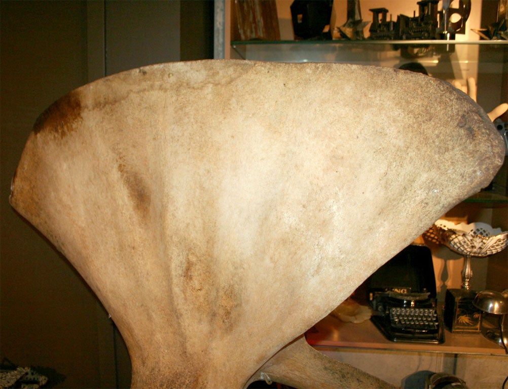whale scapula bone