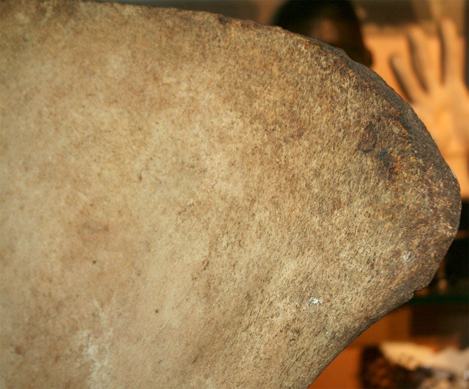 American 19th Century Whale Shoulder Blade on Custom  Stand