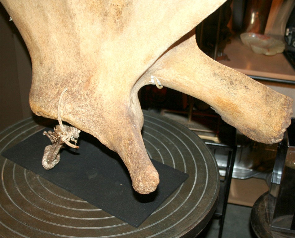 19th Century Whale Shoulder Blade on Custom  Stand 1