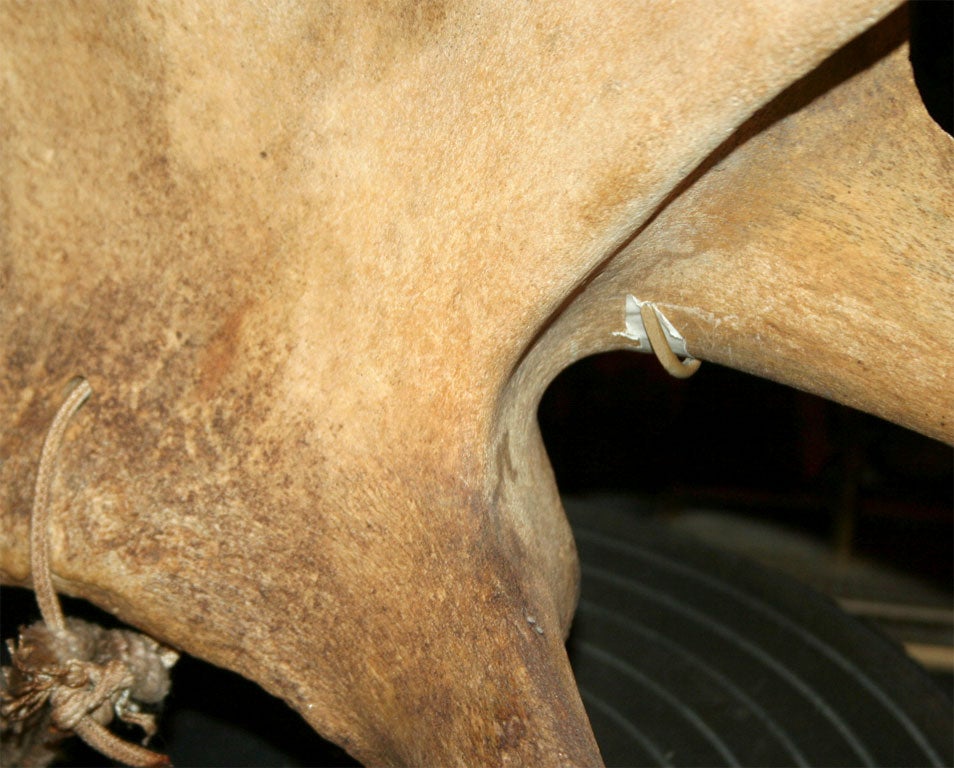 19th Century Whale Shoulder Blade on Custom  Stand 2