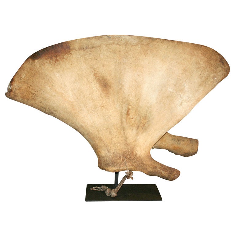 19th Century Whale Shoulder Blade on Custom  Stand