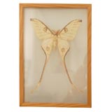 Big Yellow Comet Moth in Wood Specimen Box with Glass