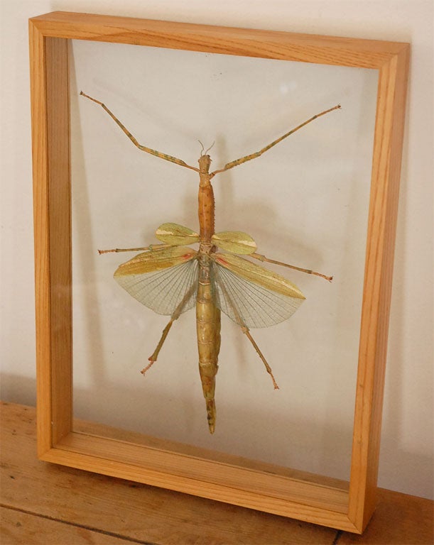 Big Stick Bug in Wood Specimen Case with Glass