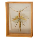 Big Stick Bug in Wood Specimen Case with Glass