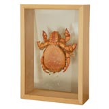 Big Crab in a Wood and Glass Specimen Box