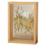 Two Jungle Nymphs in a Wood and Glass Specimen Case