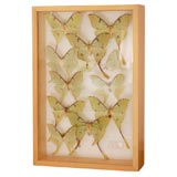 Eleven Green Moths in Specimen Box