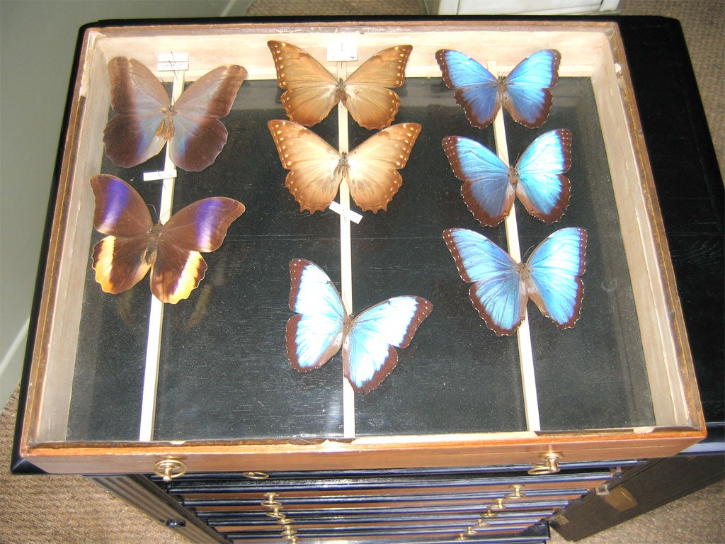 19th Century Cabinet for Butterflies Collection For Sale 1