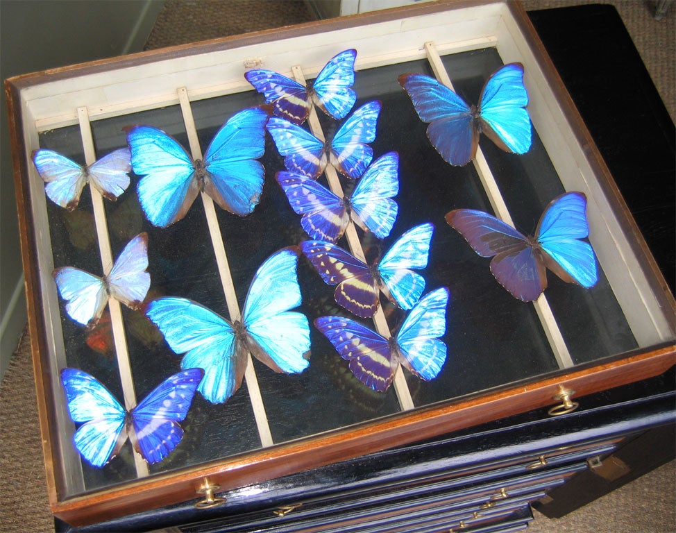 19th Century Cabinet for Butterflies Collection For Sale 2