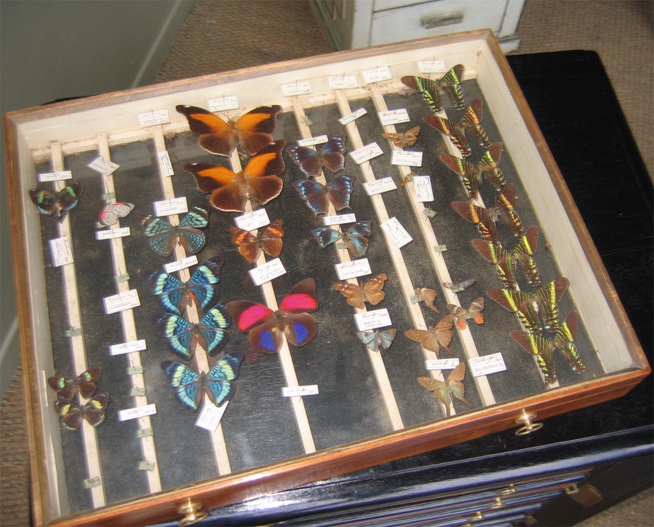 19th Century Cabinet for Butterflies Collection For Sale 3