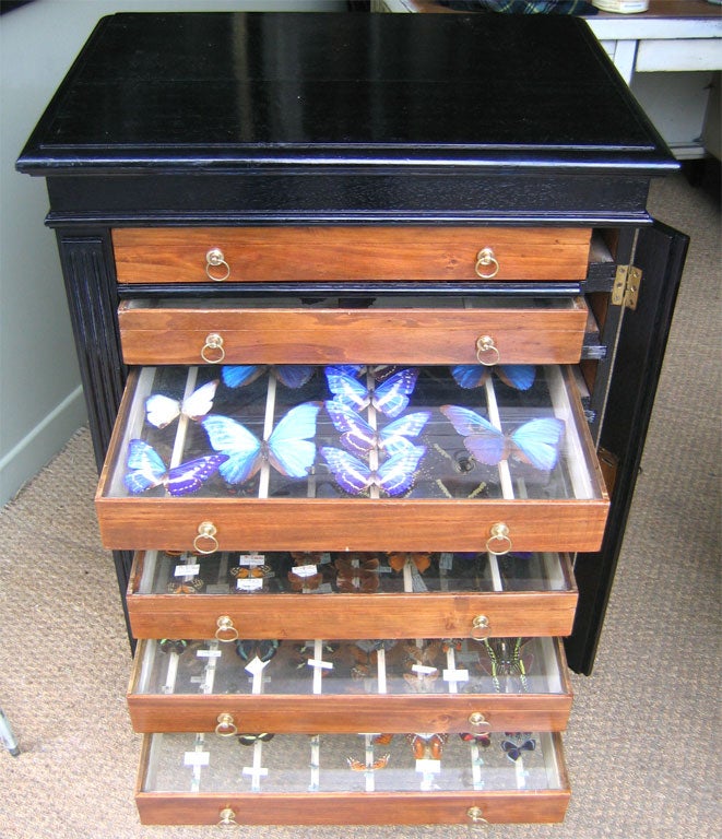 19th Century Cabinet for Butterflies Collection For Sale 4