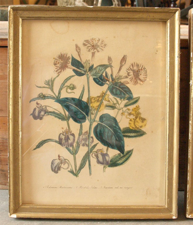 Pair of Botanical Prints