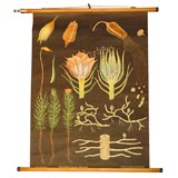 Orange Pod Educational Plate