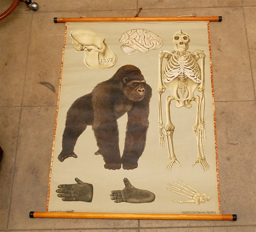 Gorilla Educational Plate