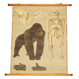 Gorilla Educational Plate