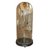 Antique French Dome with Starfish