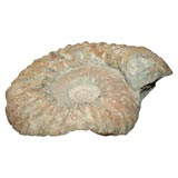 Ammonite Fossil