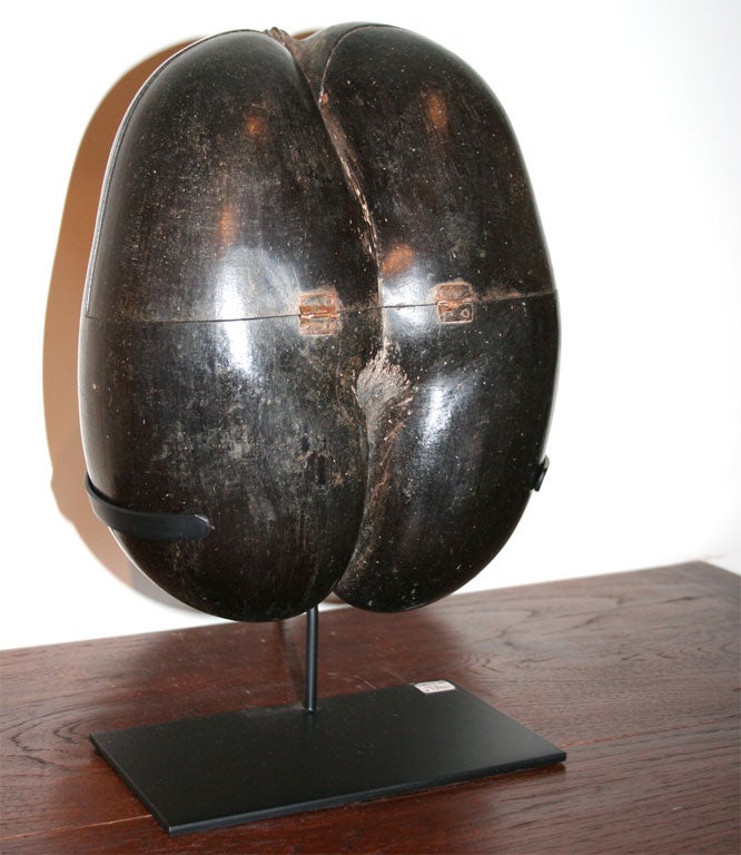 Coco De Mer