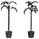 WONDERFUL PAIR OF 8' FOOT TOLE PALM TREES