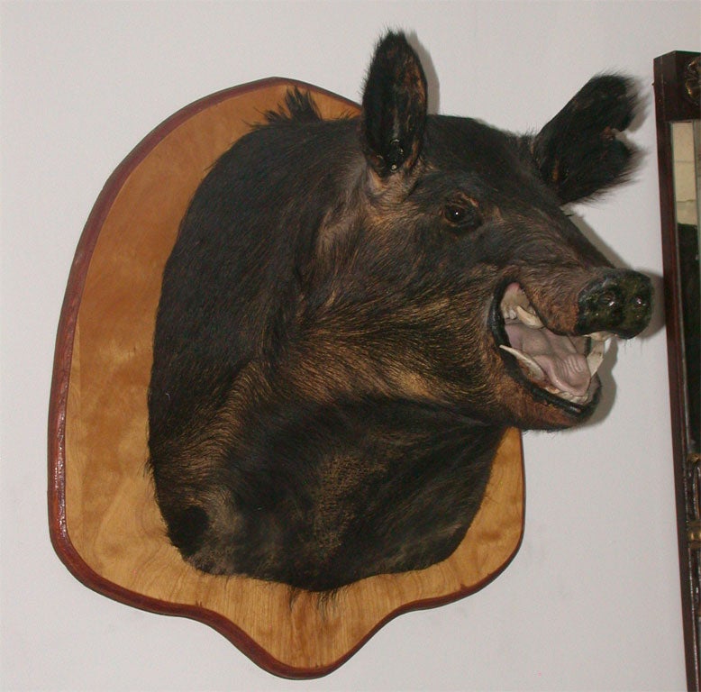 A very angry wild boar trophy mount on wooden back board.
