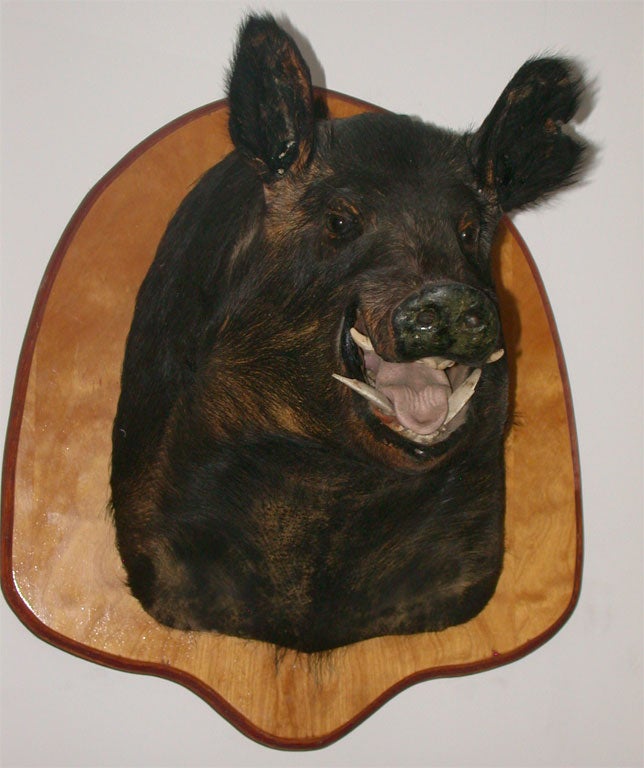 wild boar mounts
