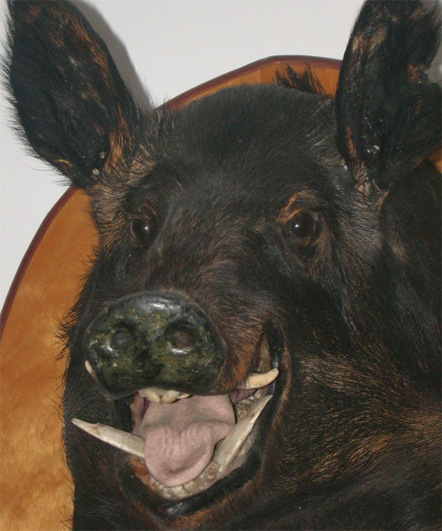 American Wild Boar Trophy Mount For Sale