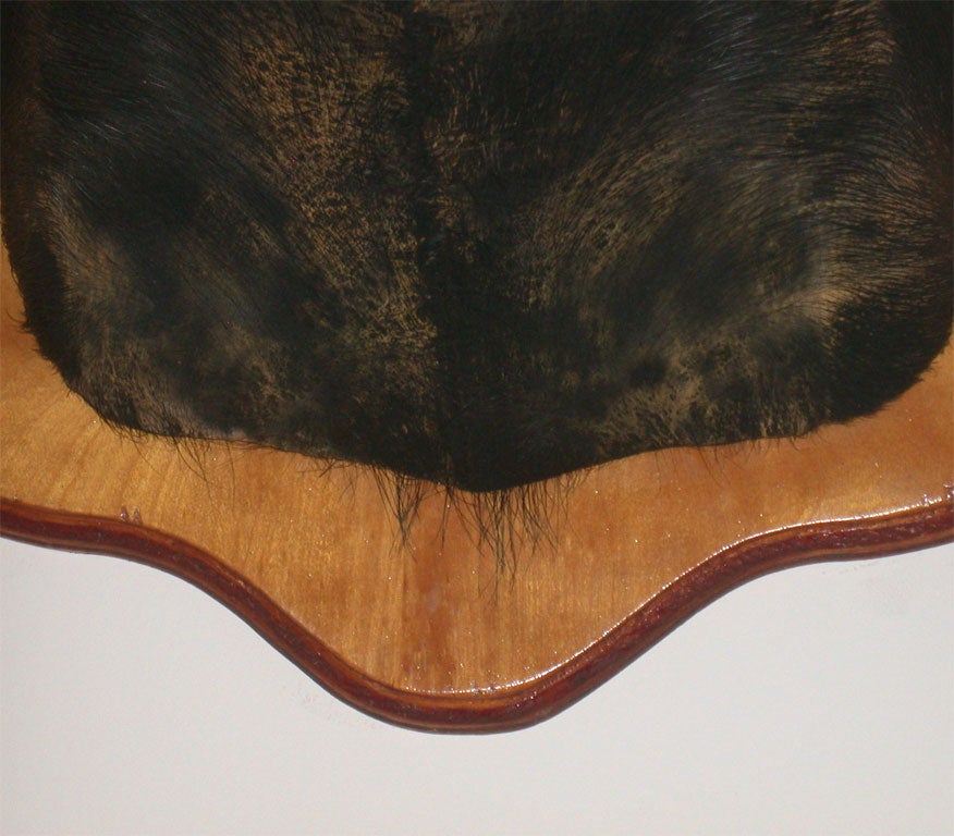 Wild Boar Trophy Mount In Excellent Condition For Sale In Brooklyn, NY