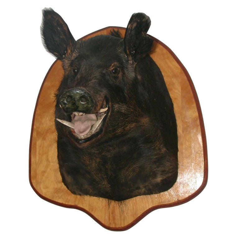 Wild Boar Trophy Mount For Sale