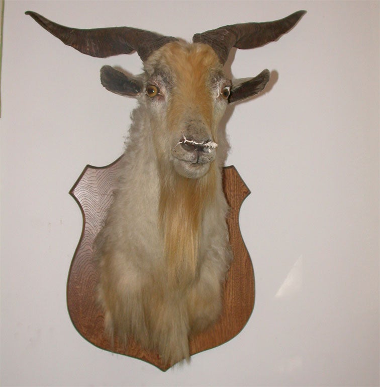 taxidermy in  Texas-