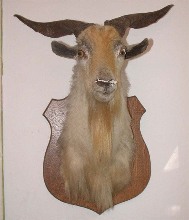 20th Century European Goat Mount