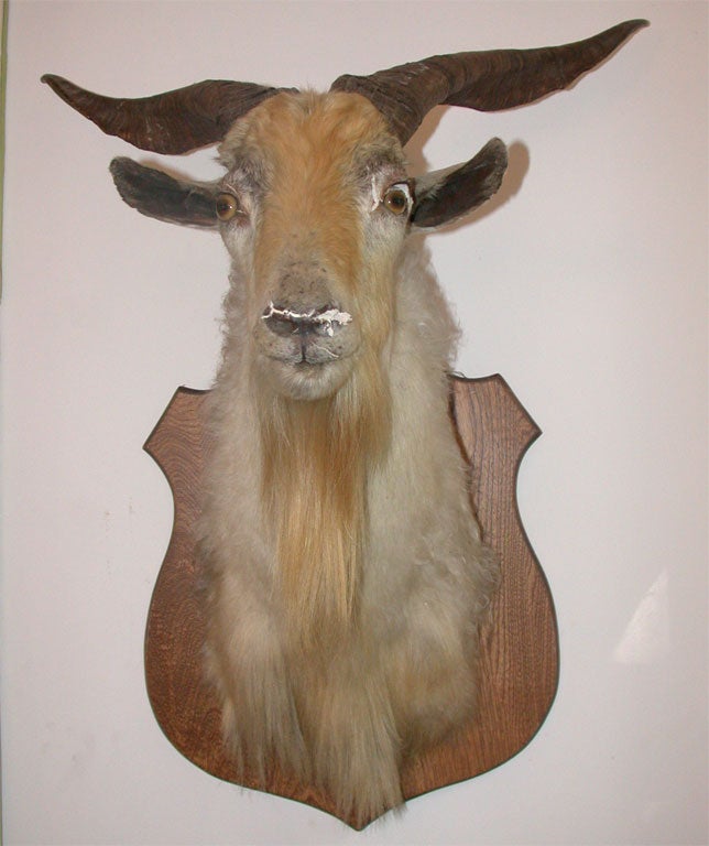 European Goat Mount 1